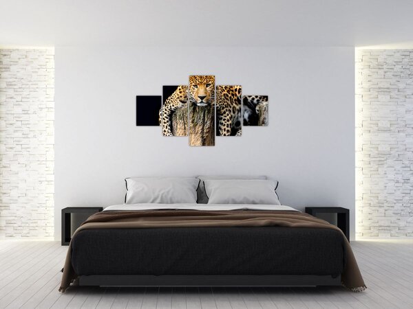 Obraz - Gepard (125x70 cm)