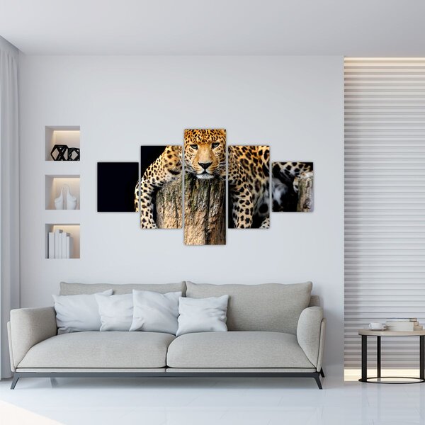 Obraz - Gepard (125x70 cm)