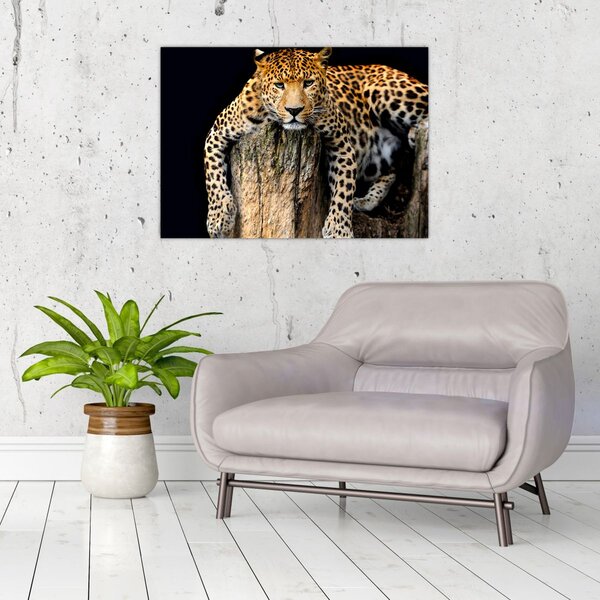 Obraz - Gepard (70x50 cm)