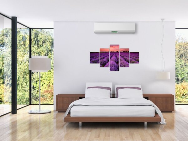 Obraz - Pole lawendy (125x70 cm)