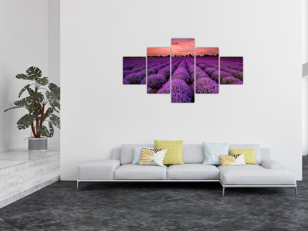Obraz - Pole lawendy (125x70 cm)