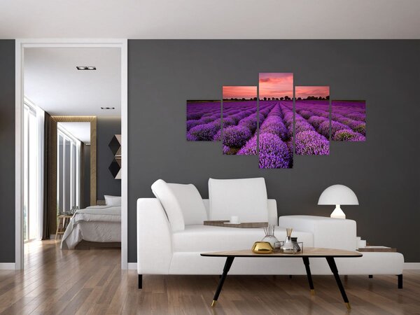 Obraz - Pole lawendy (125x70 cm)