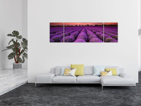 Obraz - Pole lawendy (170x50 cm)