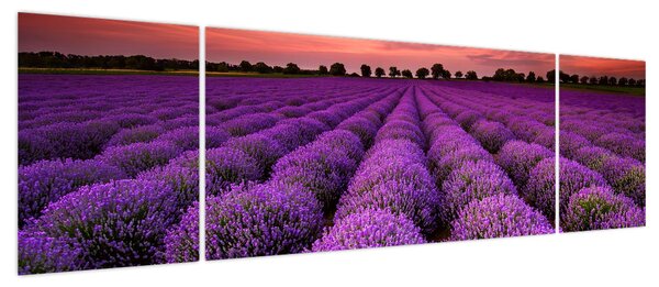 Obraz - Pole lawendy (170x50 cm)