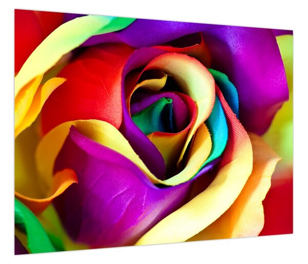 Obraz - Kolorowa róża (70x50 cm)