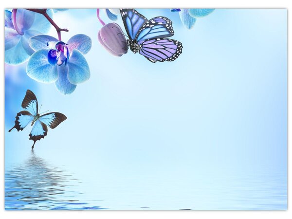 Obraz - Motyl na kwiatach orchidei, niebieski (70x50 cm)