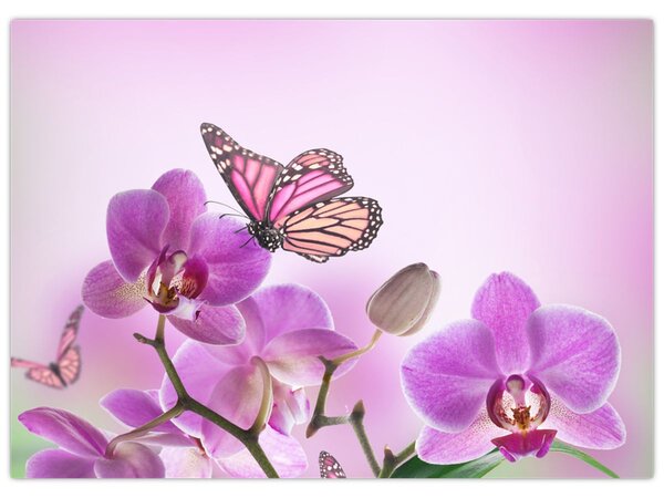Obraz - Motyl na kwiatach orchidei, liliowy (70x50 cm)