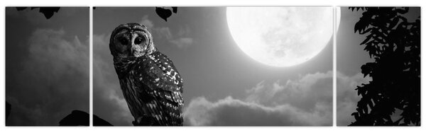 Obraz - Nocna sowa, czarno-biały (170x50 cm)