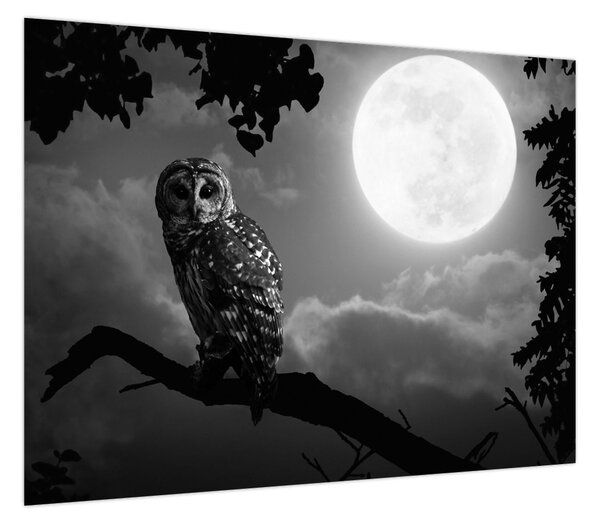 Obraz - Nocna sowa, czarno-biały (70x50 cm)