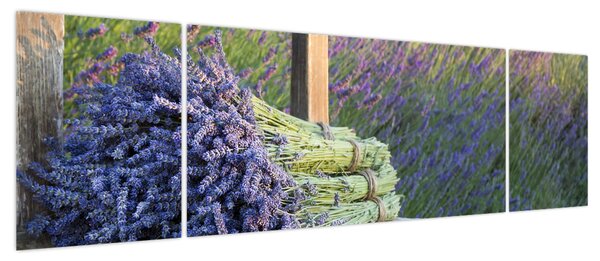 Obraz - Pęczki lawendy (170x50 cm)
