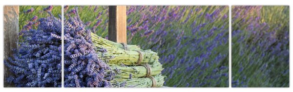 Obraz - Pęczki lawendy (170x50 cm)