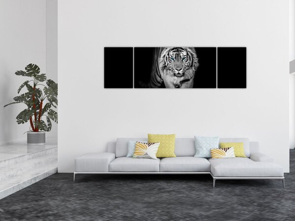 Obraz - Tygrys z niebieskimi oczami (170x50 cm)
