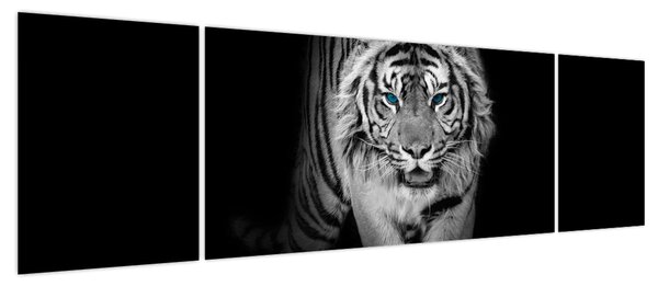 Obraz - Tygrys z niebieskimi oczami (170x50 cm)