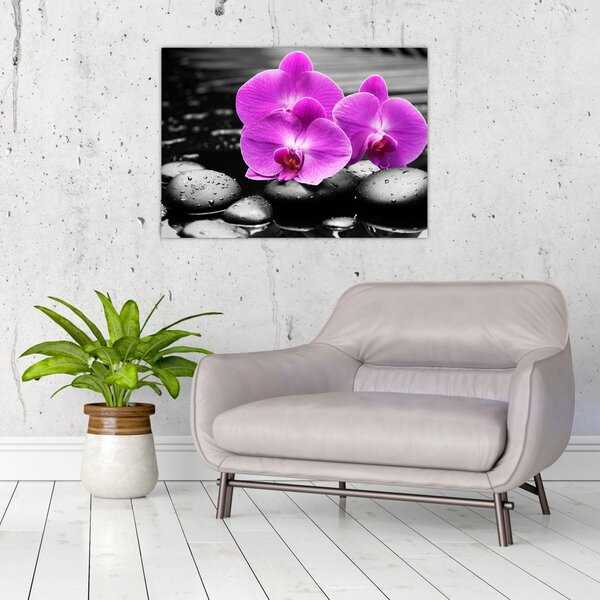 Obraz - Fioletowe orchidee (70x50 cm)