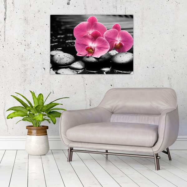 Obraz - Różowe orchidee (70x50 cm)