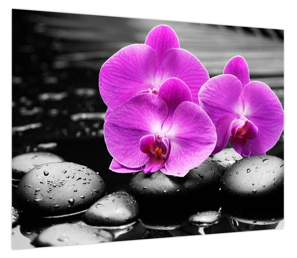Obraz - Fioletowe orchidee (70x50 cm)