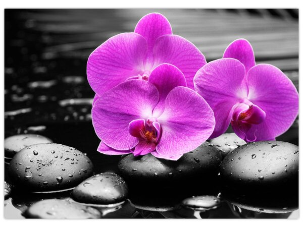 Obraz - Fioletowe orchidee (70x50 cm)