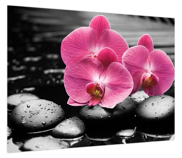 Obraz - Różowe orchidee (70x50 cm)