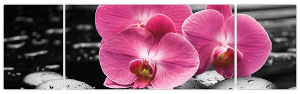 Obraz - Różowe orchidee (170x50 cm)