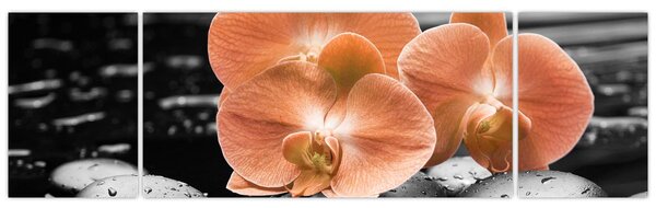 Obraz - Pomarańczowe orchidee (170x50 cm)