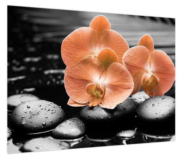 Obraz - Pomarańczowe orchidee (70x50 cm)