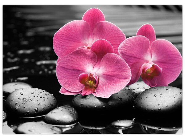 Obraz - Różowe orchidee (70x50 cm)