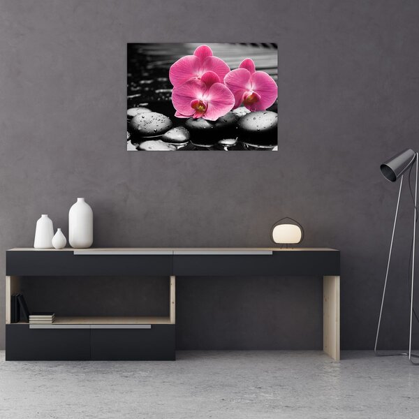 Obraz - Różowe orchidee (70x50 cm)