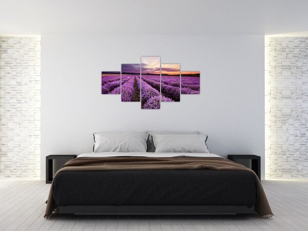 Obraz - Pole lawendy o zachodzie słońca (125x70 cm)