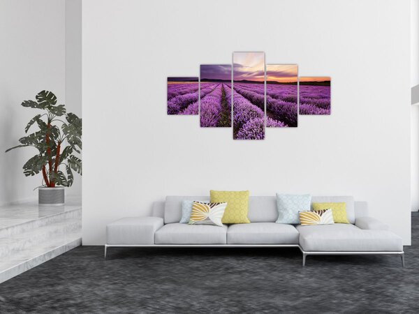 Obraz - Pole lawendy o zachodzie słońca (125x70 cm)