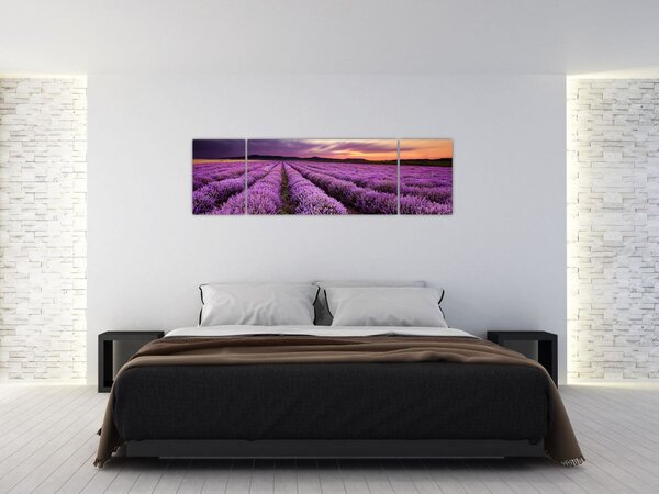 Obraz - Pole lawendy o zachodzie słońca (170x50 cm)