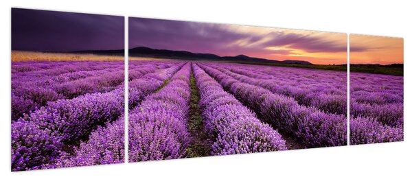 Obraz - Pole lawendy o zachodzie słońca (170x50 cm)