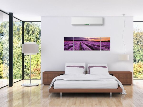 Obraz - Pole lawendy o zachodzie słońca (170x50 cm)