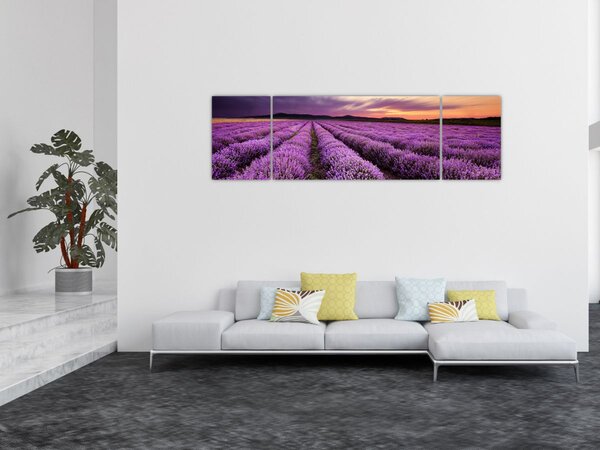 Obraz - Pole lawendy o zachodzie słońca (170x50 cm)