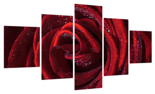 Obraz - Czerwona róża z kroplami rosy (125x70 cm)