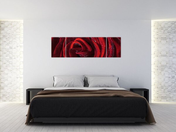 Obraz - Czerwona róża z kroplami rosy (170x50 cm)