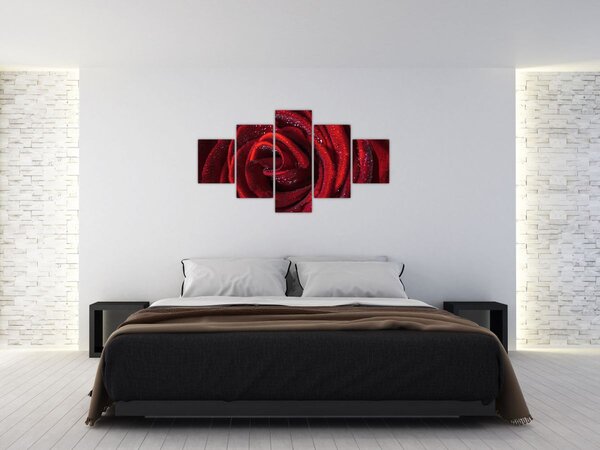 Obraz - Czerwona róża z kroplami rosy (125x70 cm)