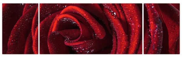 Obraz - Czerwona róża z kroplami rosy (170x50 cm)