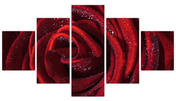 Obraz - Czerwona róża z kroplami rosy (125x70 cm)