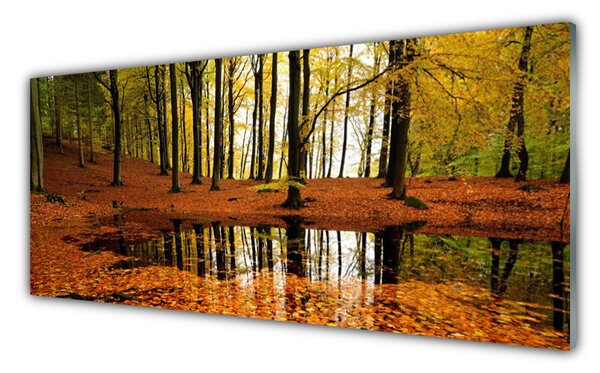 Obraz na Szkle Las Natura Drzewa