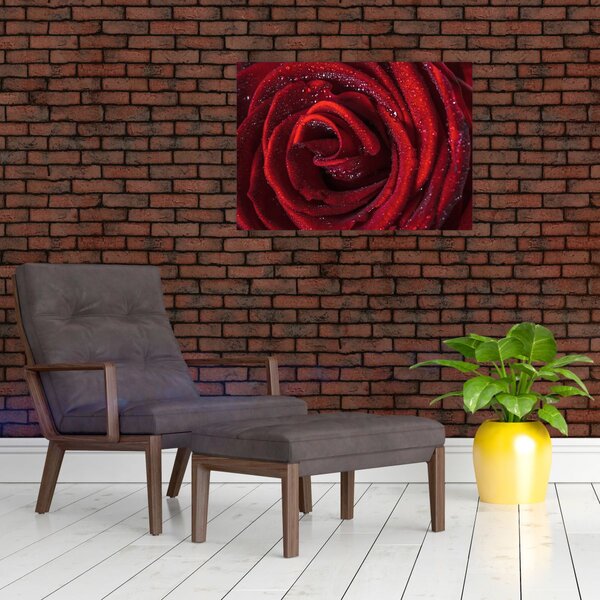 Obraz - Czerwona róża z kroplami rosy (70x50 cm)