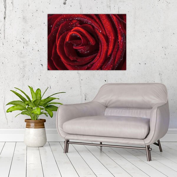 Obraz - Czerwona róża z kroplami rosy (70x50 cm)
