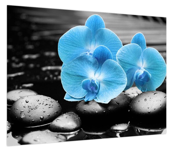 Obraz - Niebieska Orchidea (70x50 cm)