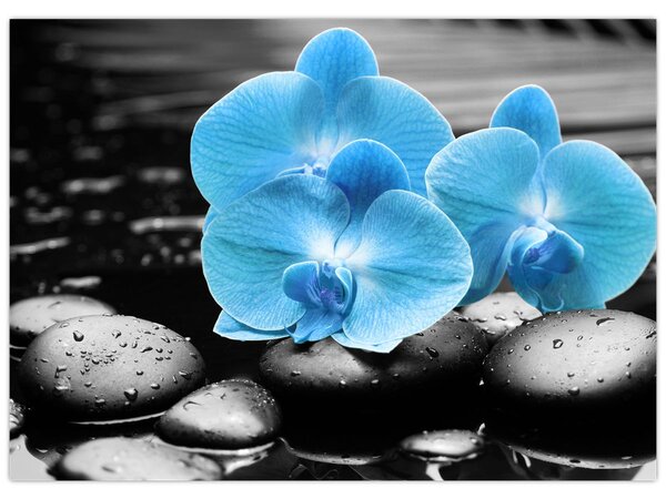 Obraz - Niebieska Orchidea (70x50 cm)