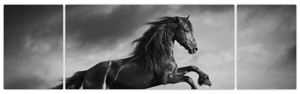 Obraz - Czarny i biały koń (170x50 cm)