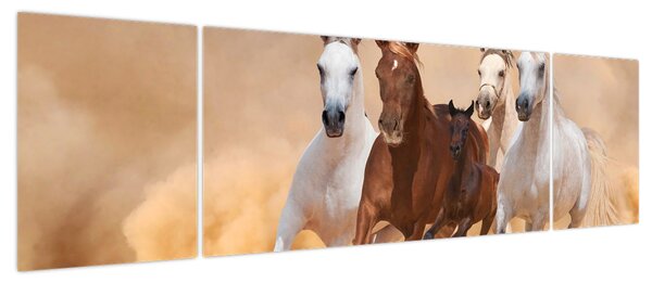 Obraz - Stado koni (170x50 cm)