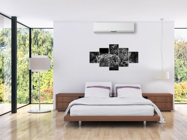 Obraz - Odpoczywające gepardy (125x70 cm)