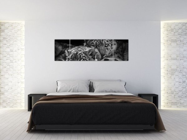 Obraz - Odpoczywające gepardy (170x50 cm)
