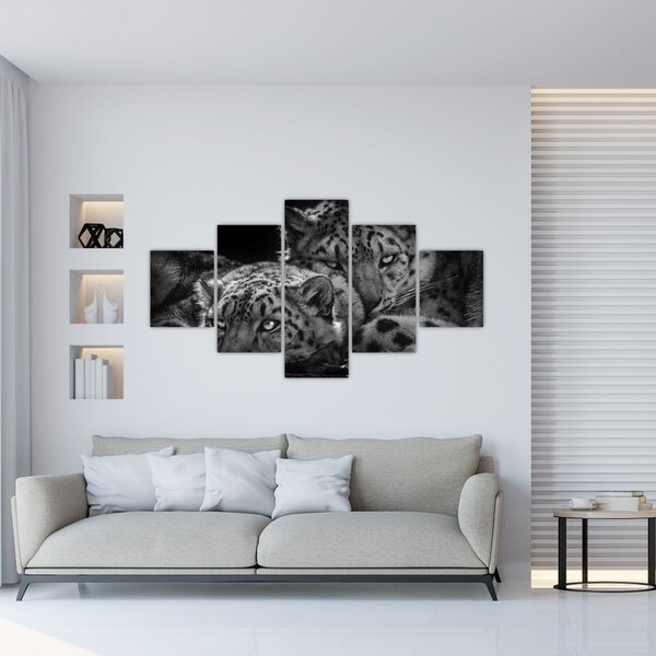 Obraz - Odpoczywające gepardy (125x70 cm)
