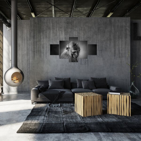 Obraz - Małpa (125x70 cm)