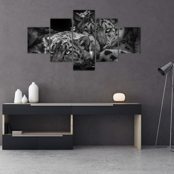 Obraz - Odpoczywające gepardy (125x70 cm)